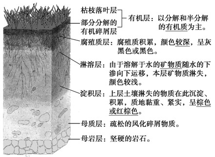 土壤剖面构造